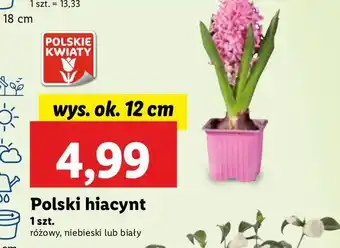 Lidl Hiacynt 12 cm oferta