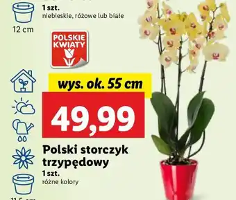 Lidl Storczyk 3-pędowy 55 cm oferta