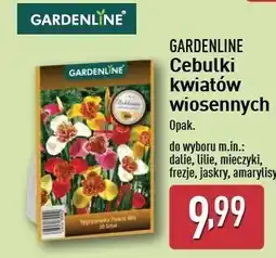 ALDI Cebulki kwiatowe amarylis Gardenline oferta