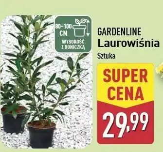 ALDI Laurowiśnia 80 - 100 cm Gardenline oferta