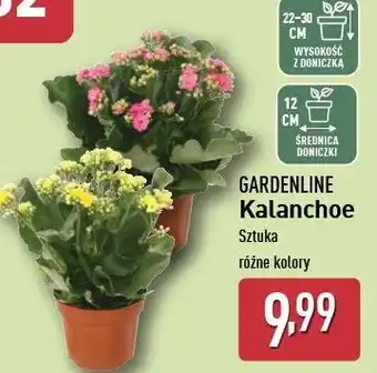 ALDI Kalanchoe w doniczce 12 cm Gardenline oferta