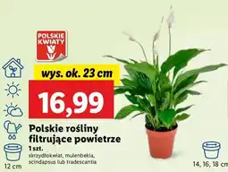 Lidl Tradescantia 7 cm oferta