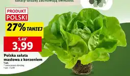 Lidl Sałata masłowa oferta