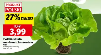 Lidl Polska sałata masłowa z korzeniem oferta