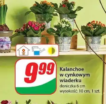 Dino Kalanchoe w cynkowym wiaderku oferta