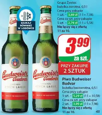 Dino Piwo Budweiser Budvar oferta