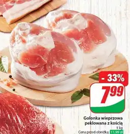 Dino Golonka z kością Agro Rydzyna oferta