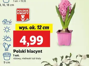 Lidl Hiacynt Polskie kwiaty oferta