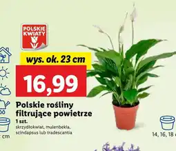 Lidl Skrzydłokwiat Polskie kwiaty oferta