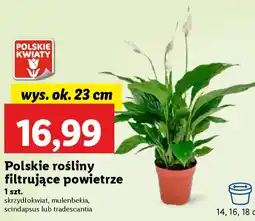 Lidl Polskie rośliny filtrujące powietrze oferta