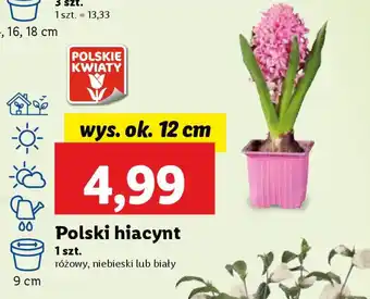 Lidl Polski hiacynt oferta