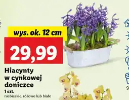 Lidl Hiacynty w cynkowej doniczce oferta