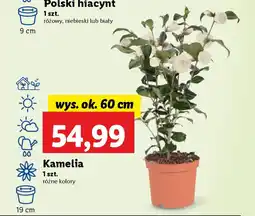 Lidl Kamelia oferta