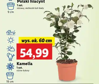 Lidl Kamelia oferta