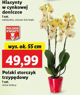 Lidl Polski storczyk trzypędowy oferta