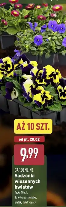 ALDI Viola fiołek rogaty Gardenline oferta