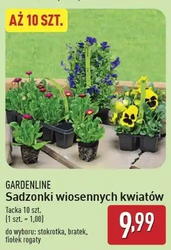 ALDI Viola bratek Gardenline oferta