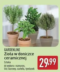 ALDI Tymianek w ceramicznej doniczce Gardenline oferta