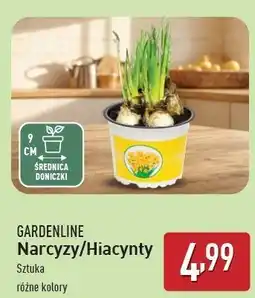 ALDI Hiacynt Gardenline oferta