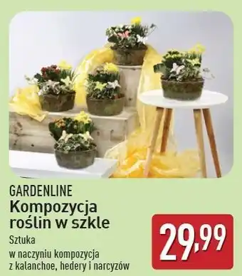 ALDI Kompozycka roślin w szkle Gardenline oferta