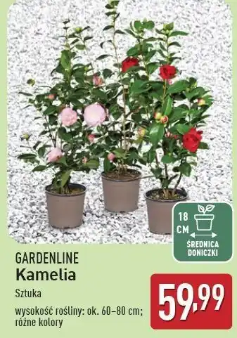 ALDI Kamelia Gardenline oferta