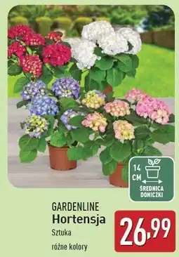 ALDI Hortensja Gardenline oferta