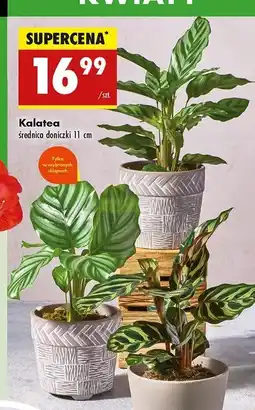 Biedronka Kalatea 11 cm oferta