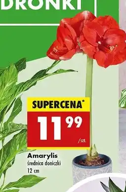 Biedronka Amarylis don. 12 cm oferta