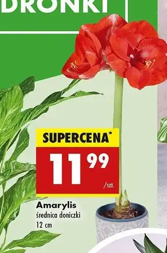 Biedronka Amarylis don. 12 cm oferta