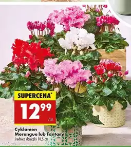 Biedronka Cyklamen fantasy 10.5 cm oferta