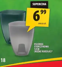 Arhelan Osłonka storczykowa oferta