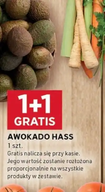 Stokrotka Optima Awokado Hass oferta