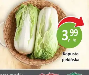 Passa Kapusta pekińska oferta