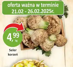 Passa Seler korzeń oferta