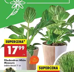 Biedronka Filodendron white measure don. 11 cm oferta