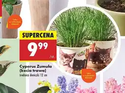 Biedronka Cyperus zumula w papierowym kubku oferta