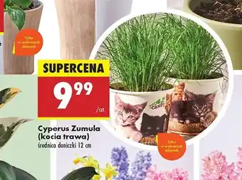 Biedronka Cyperus zumula w papierowym kubku oferta