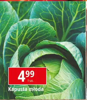 E.Leclerc Kapusta młoda oferta