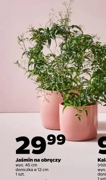 Netto Jasmin oferta