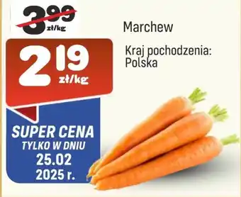 Społem Marchew oferta