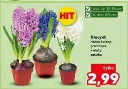 Kaufland Hiacynt oferta