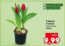 Kaufland Tulipany oferta