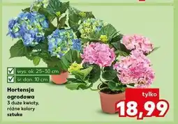 Kaufland Hortensja ogrodowa 25-30 cm don. 10 oferta