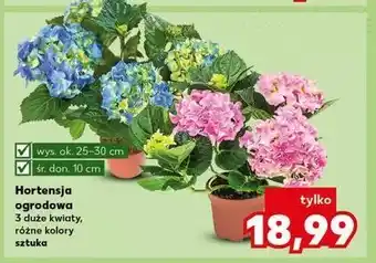 Kaufland Hortensja ogrodowa 25-30 cm don. 10 oferta