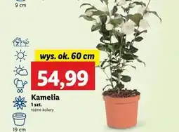 Lidl Kamelia Ok oferta