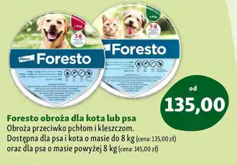 Maxi Zoo Foresto obroża dla kota lub psa oferta