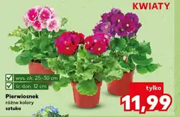 Kaufland Kwiat oferta