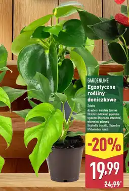 ALDI GARDENLINE Egzotyczne rośliny doniczkowe oferta