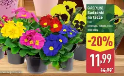 ALDI GARDENLINE Sadzonki na tacce oferta