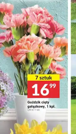 Twój Market Goździk cięty gałązkowy oferta